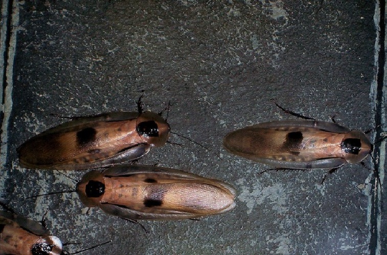 cockroach