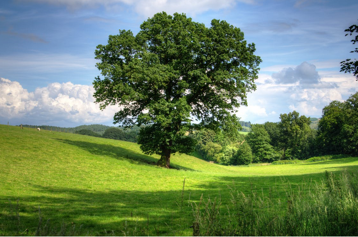 big tree